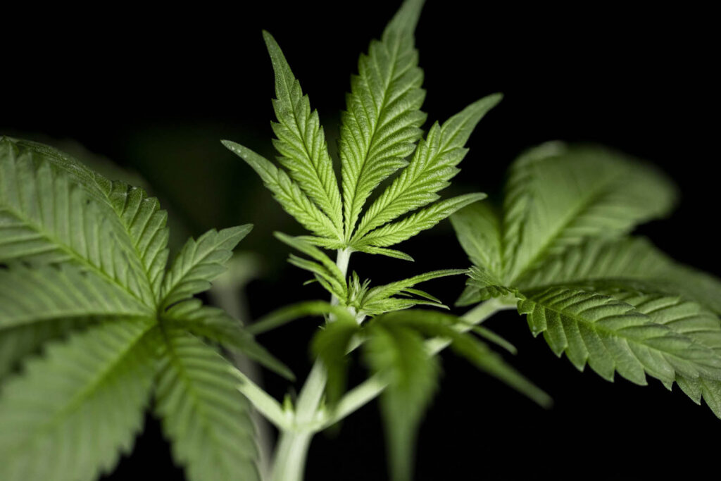 skunch female sign_2637